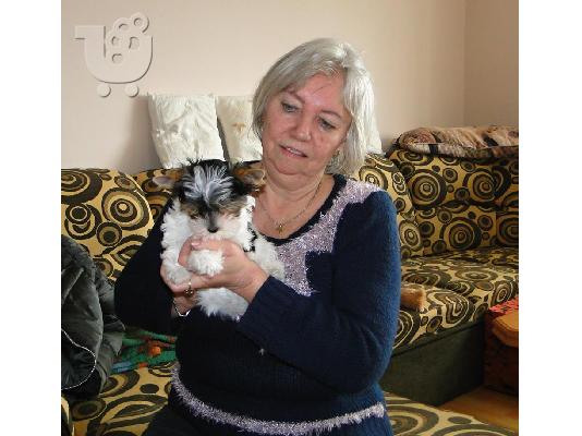 PoulaTo:    αρσενικά και θηλυκά κουτάβια biewer yorkshire terrier