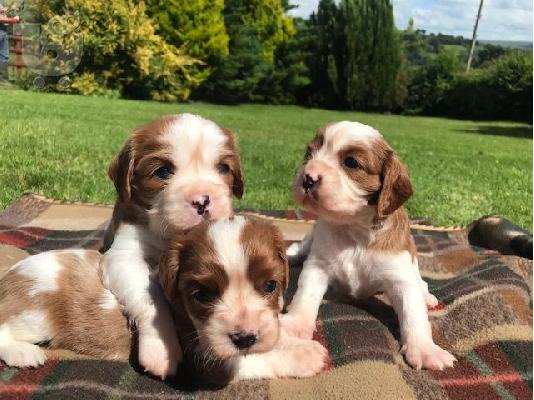 PoulaTo: Κουτάβια Cavalier King Charles.