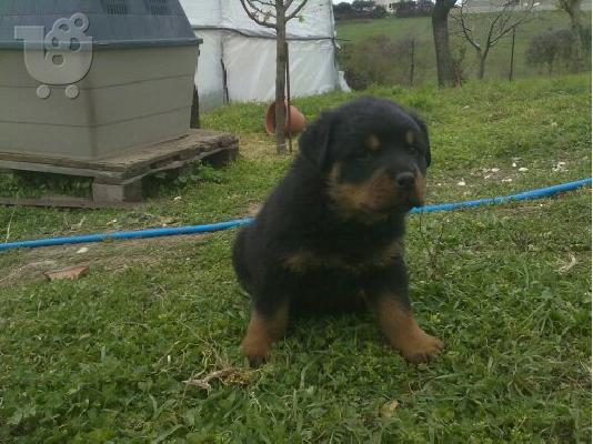 Καθαρόαιμα κουτάβια Rottweiler