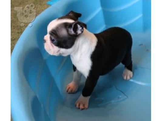 PoulaTo: Super Αξιολάτρευτο Boston Terrier Κουτάβια