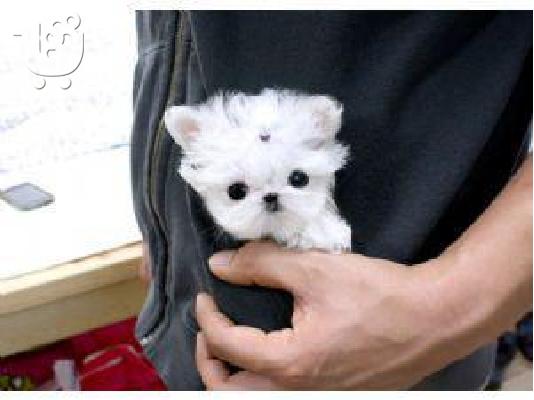 PoulaTo: maltese toy