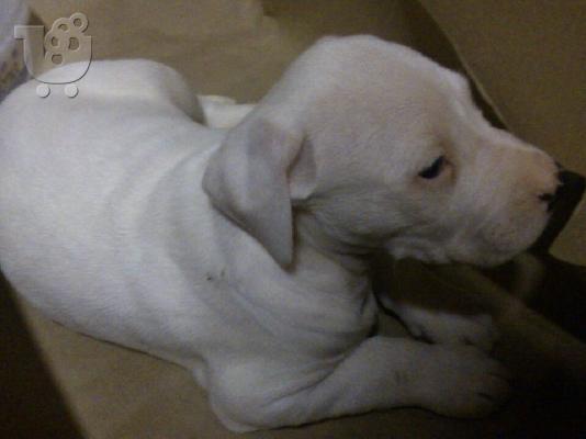 PoulaTo: Dogo argentino