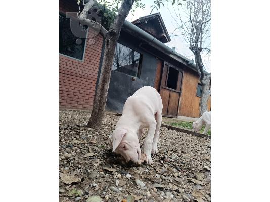 PoulaTo: Κουτάβια Dogo Argentino
