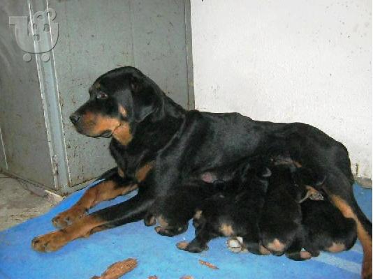 Rottweiler-Ροτβάϊλερ