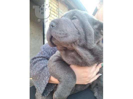 PoulaTo: Τα κουτάβια Shar pei