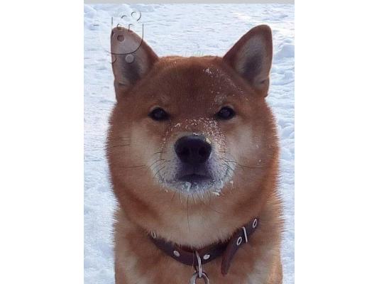 Κουτάβια Shiba inu
