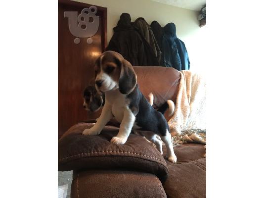 κουτάβια beagle 4 μικρά κορίτσια 3