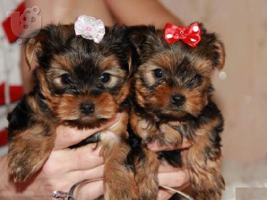 PoulaTo: Yorkshire Terrier Super Toy,160€