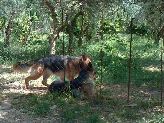 Γερμανικα Ποιμενικα