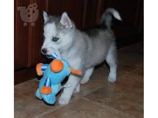 PoulaTo: Εξαιρετικά κουτάβια Husky Siberian