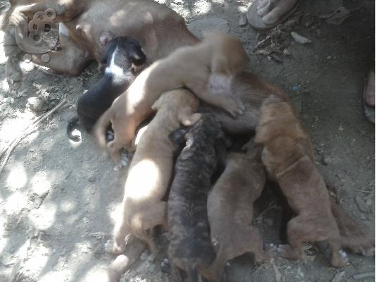 polounte pit boull
