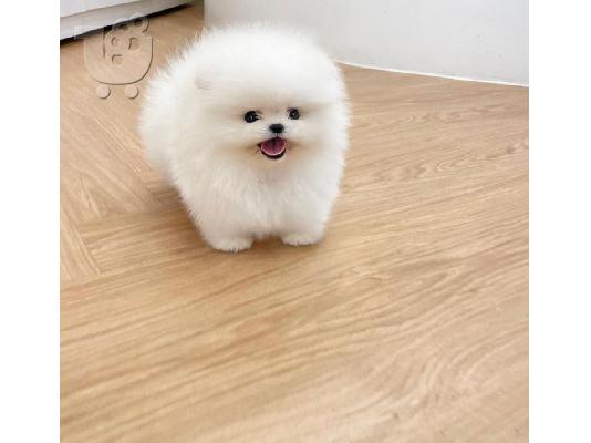 Pomeranian κουτάβια