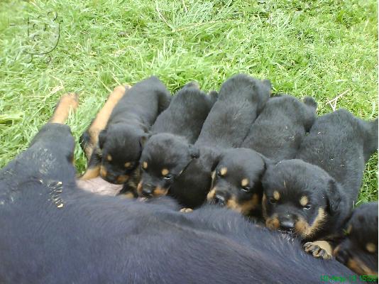PoulaTo: rottweiler