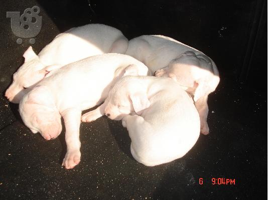 PoulaTo: dogo argentino
