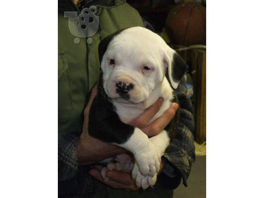 AMERICAN BULLDOGS Μπουλντόγκ
