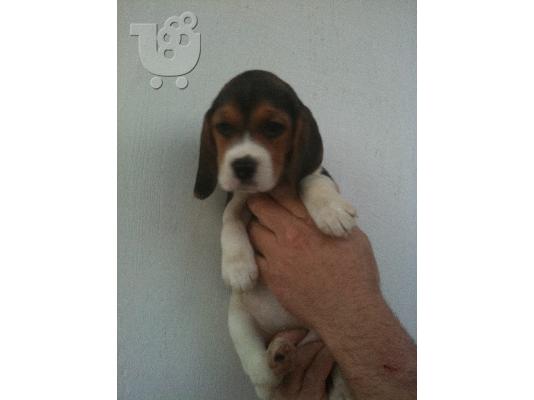 BEAGLE KOYTABAKI