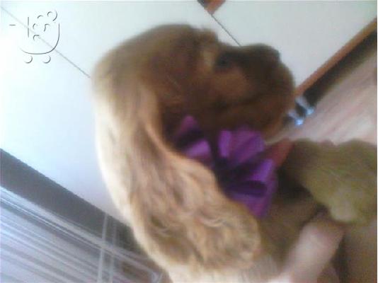 PoulaTo: Cocker Spaniel καθαροαιμα Αθηνα-Θεσσαλονικη-Νησια dogsmania.gr