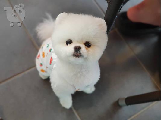 PoulaTo: Γλυκά μικρά λευκά κουτάβια Pomeranian