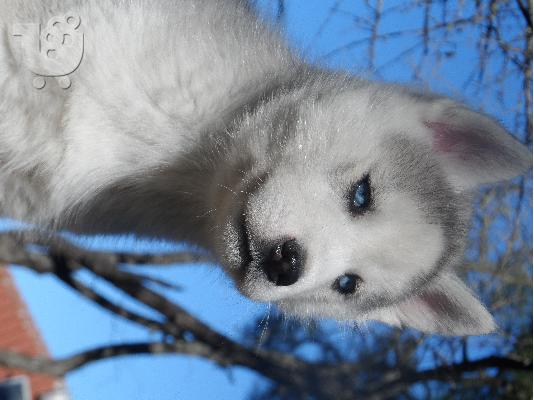 Seberian Husky