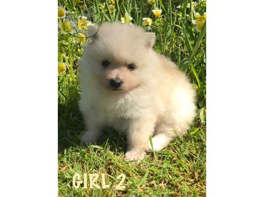 όμορφα Pomeranian Puppies προς πώληση