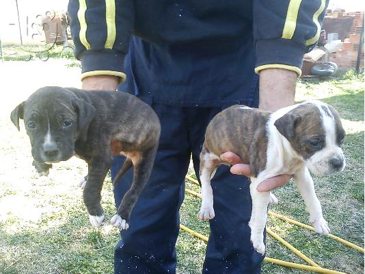 PoulaTo: pit bull amstaff