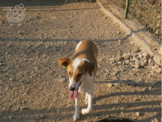 Σκυλιτσα συντροφιας για υιοθεσια