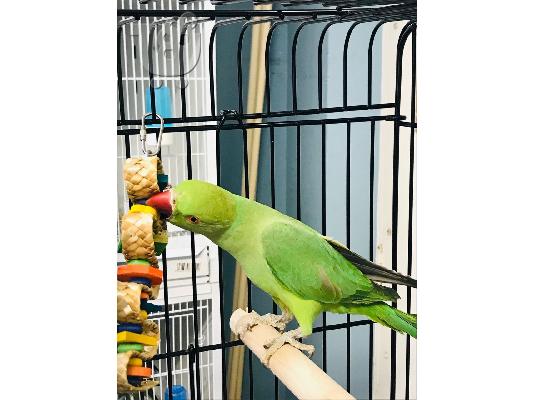 Εδώ έχω έναν jef έναν υπέροχο ινδικό παπαγάλο ringneck 7...