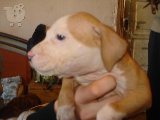 PITBULL