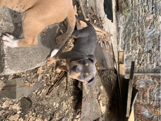PoulaTo: Αμερικανικά μωρά pitbull