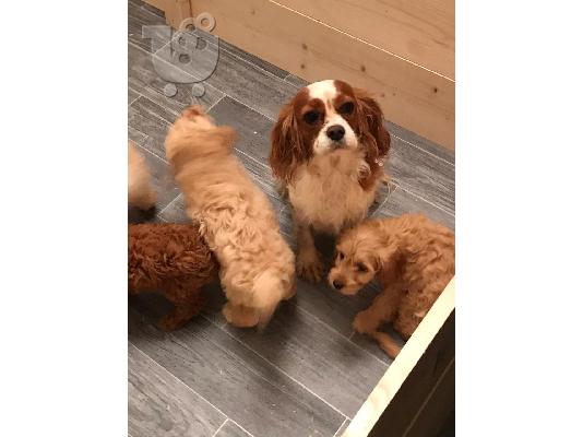 PoulaTo: Εδώ έχω ένα σκουπίδια cavapoos f1