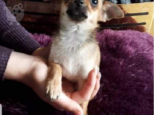 PoulaTo: Lovely Chihuahua koutávia (arseniká kai thilyká)