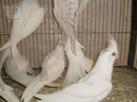 PoulaTo: cockatoo μιλάμε παπαγάλος για € 200