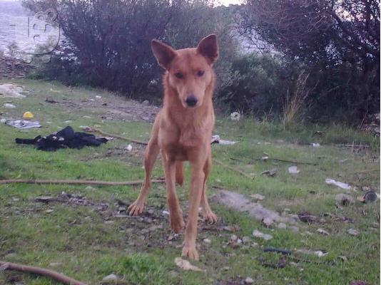 ΕΛΛΗΝΙΚΟΙ ΙΧΝΗΛΑΤΕΣ ΧΑΡΙΖΟΝΤΑΙ