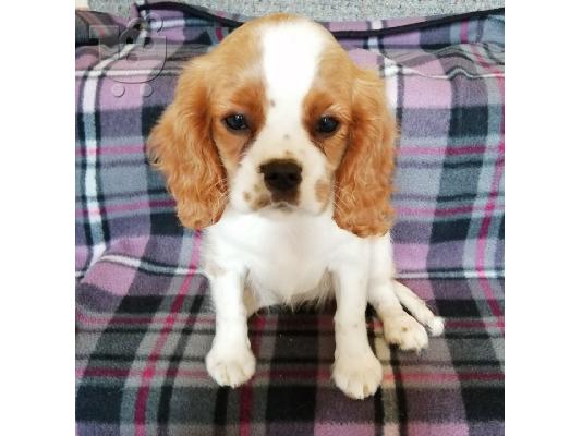 Cavalier King Charles Spaniel