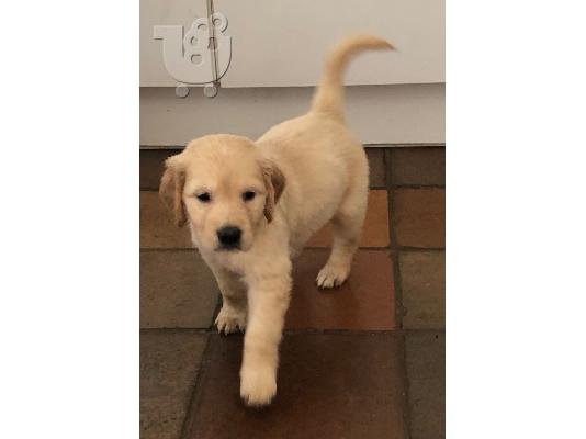 PoulaTo: Όμορφα κουτάβια Golden Retriever προς πώληση