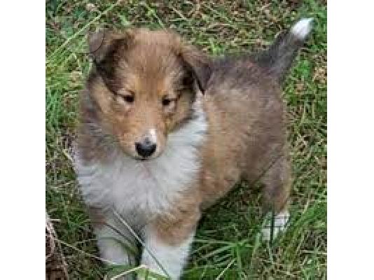 PoulaTo: collie
