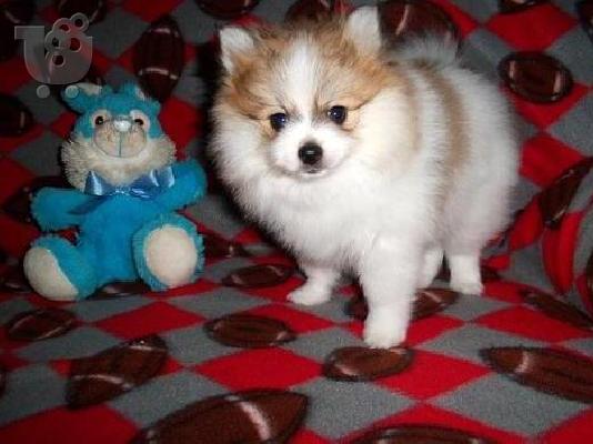 T-κύπελλο Καν. AKC κουτάβια Pomeranian προς Πώληση