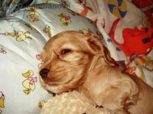 KOKER SPANIEL