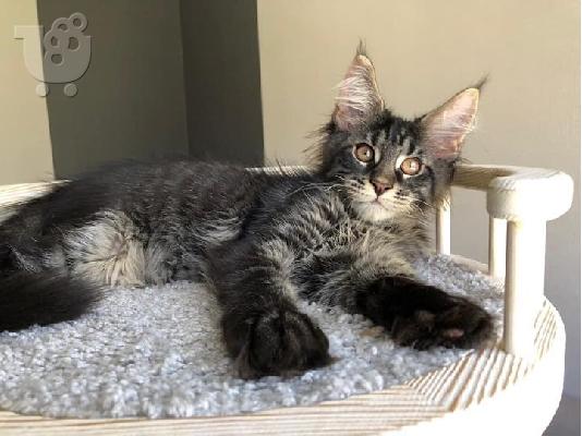 4 γοητευτικά αρσενικά και θηλυκά γατάκια Maine Coon προς...