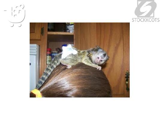 PoulaTo: Diathésimes pithíkous aby Marmoset kai Capuchin