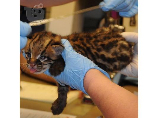 γατάκια Ocelot
