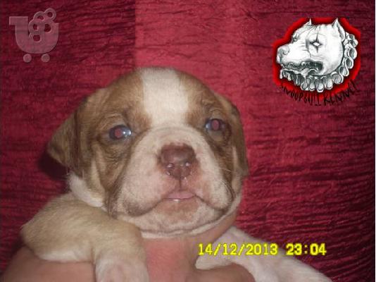 Pitbull red nose