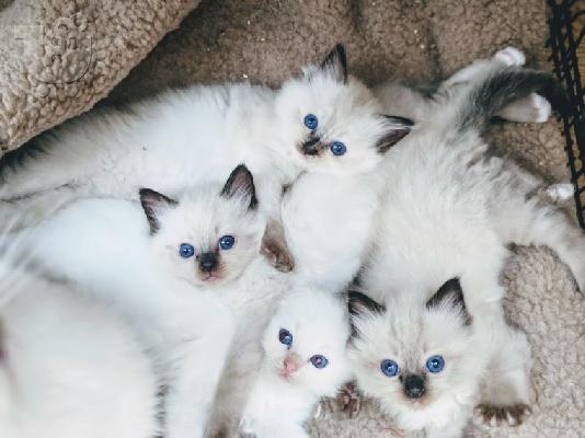 Ragdoll - plava dvobojna