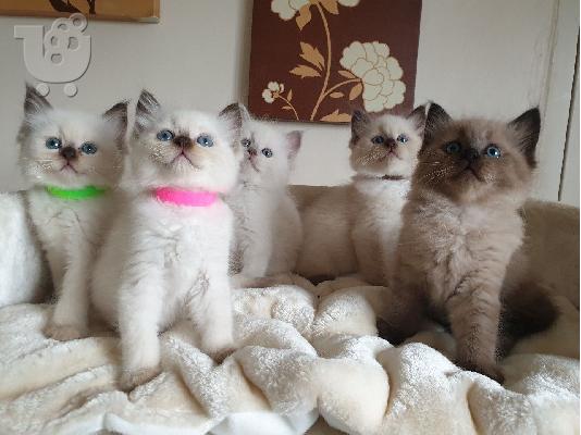 PoulaTo: Ράγκντολ γατάκια  / Ragdoll kittens