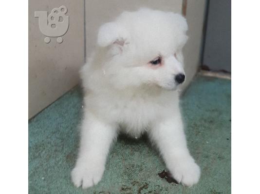 Αξιολάτρευτα κουτάβια samoyed προς πώληση