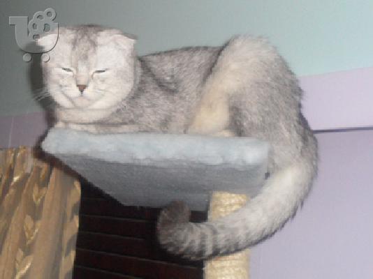 Αρσενικό Scottish Fold Chinchilla