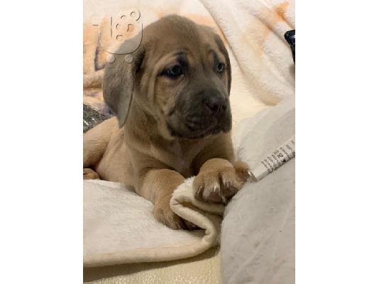 Ωραία κουτάβια τεριέ BULLMASTIFF