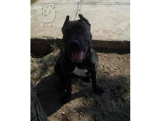PIT BULL