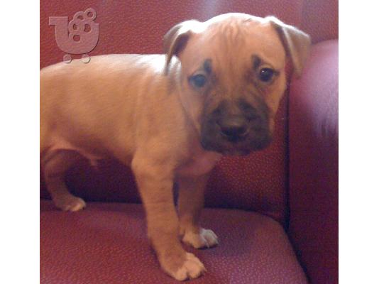 American pitbull terrier 
