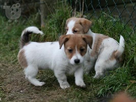 PoulaTo: Υπέροχο αρσενικό και θηλυκό Jack Russell για επανέρχονται